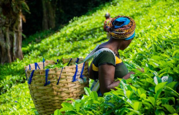 Why East African Tea is the Best in the World — And Where to Buy It