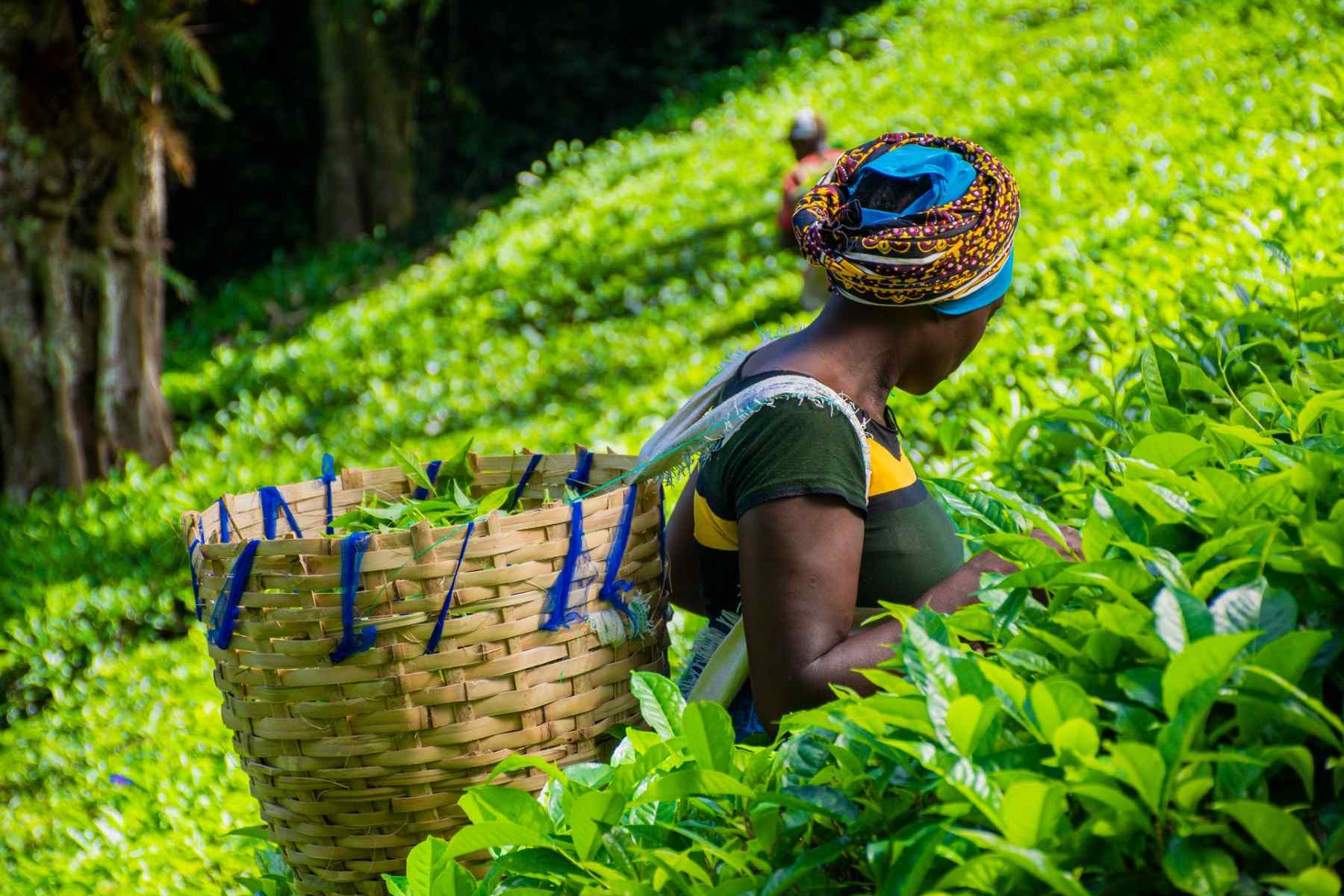 Why East African Tea is the Best in the World — And Where to Buy It